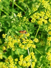 Athalia rosae