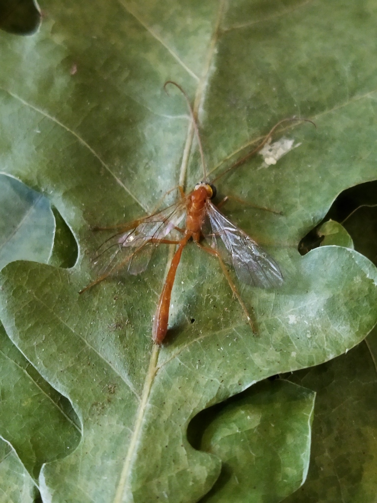 Enicospilus repentinus