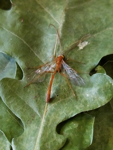 Enicospilus repentinus