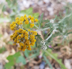 Achillea filipendulina