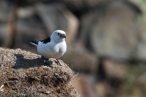 Snehuľka severská (Plectrophenax nivalis)