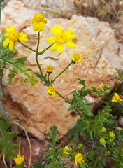 Senecio vernalis
