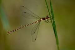 Lestes vigilax