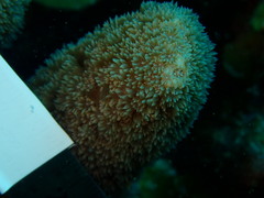 Porites porites