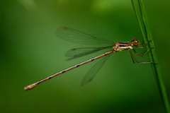 Lestes vigilax