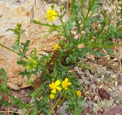Senecio vernalis