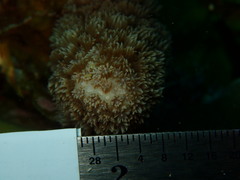 Porites porites