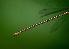 Lestes vigilax