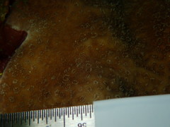 Porites astreoides