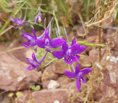 Delphinium consolida