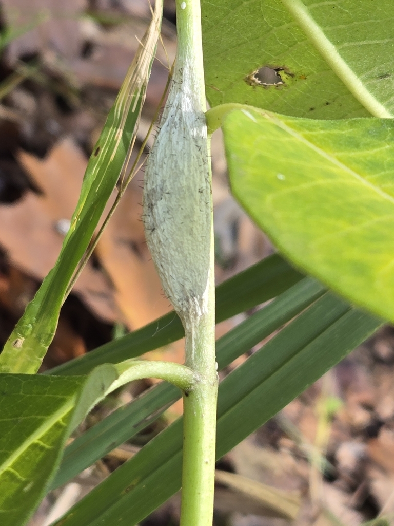 Insects in September 2024 by Daniel Atha. On *Asclepias syriaca ...