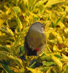 Coccopygia quartinia