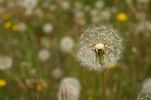 púpava lekárska (Taraxacum officinale)