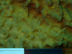 Helioseris cucullata