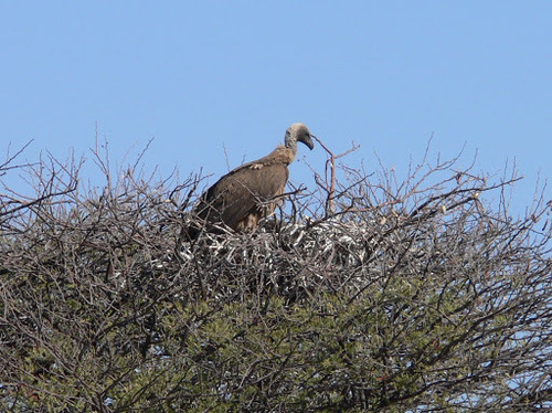 White-backed Vulture