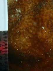 Porites astreoides