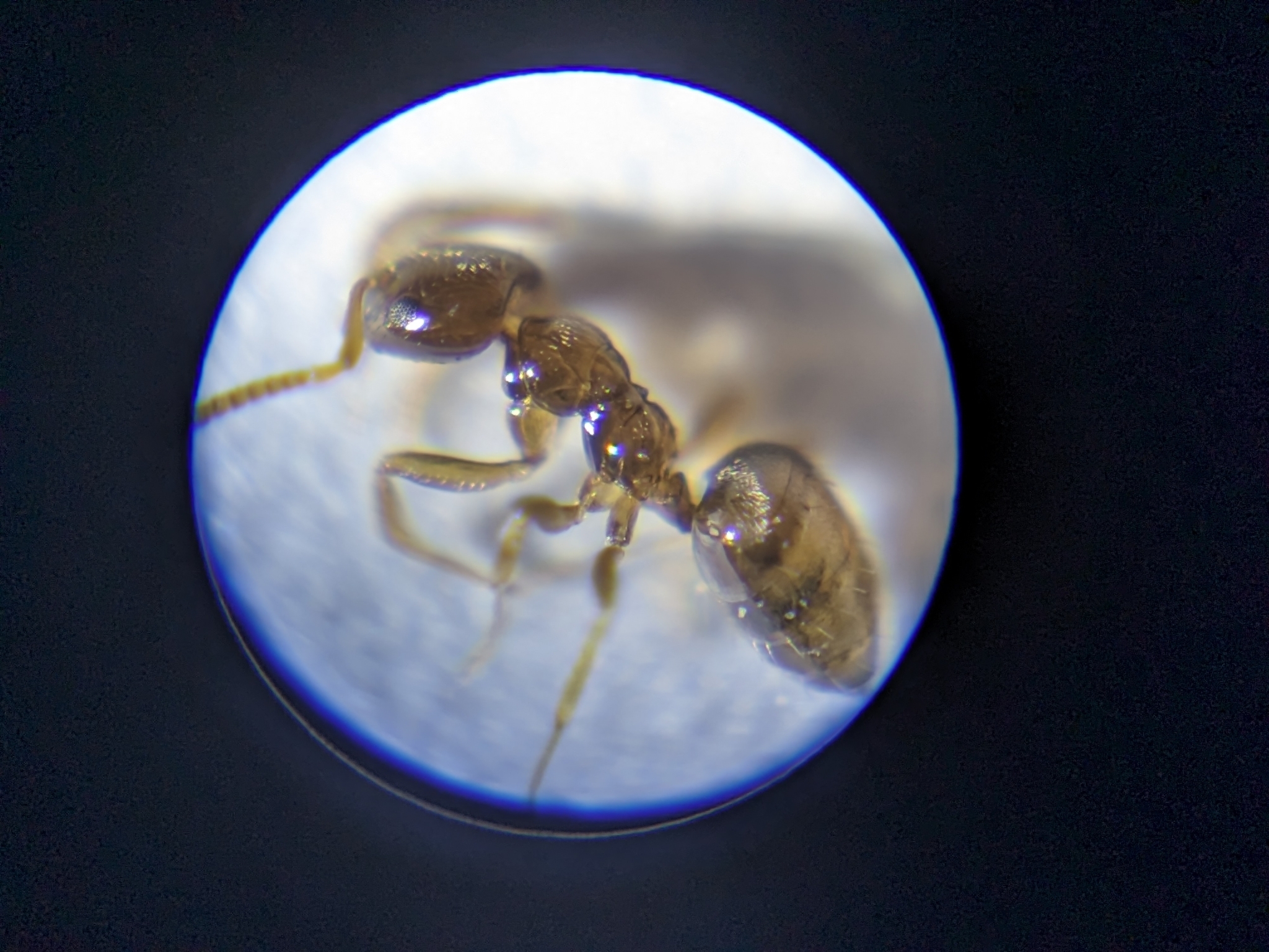 Plagiolepis perperamus