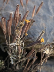 Tagetes multiflora
