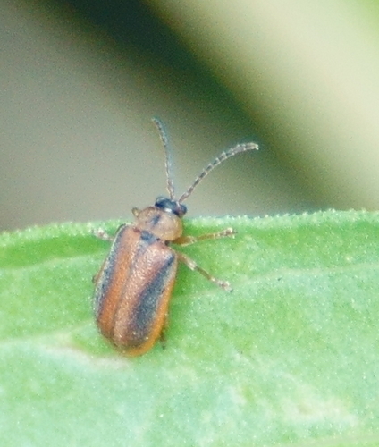 Black-margined Loosestrife Beetle photo 5