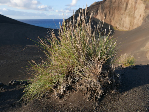 rock fescue