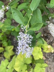 Ceanothus integerrimus