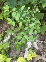 Ceanothus integerrimus