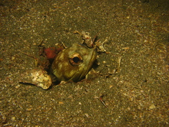 Finespotted Jawfish photo 2