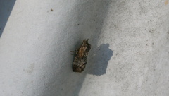 Dasylophia thyatiroides