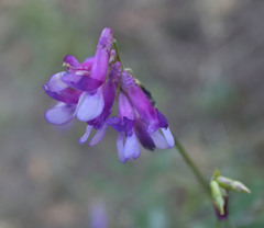 Vicia villosa villosa