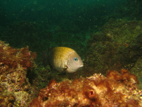 Acapulco Major
