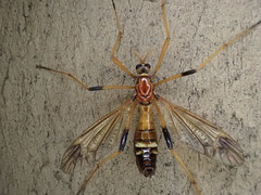 Ctenophora apicata