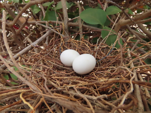 Laughing Dove, photo 7 of 7