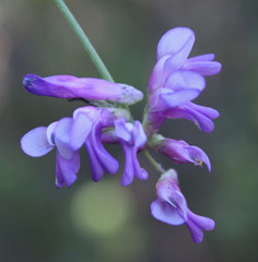 Vicia villosa villosa
