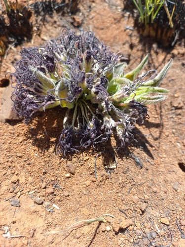 Ceropegia barberae