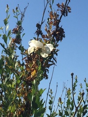 Romneya coulteri