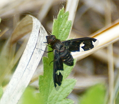 Exoprosopa decora