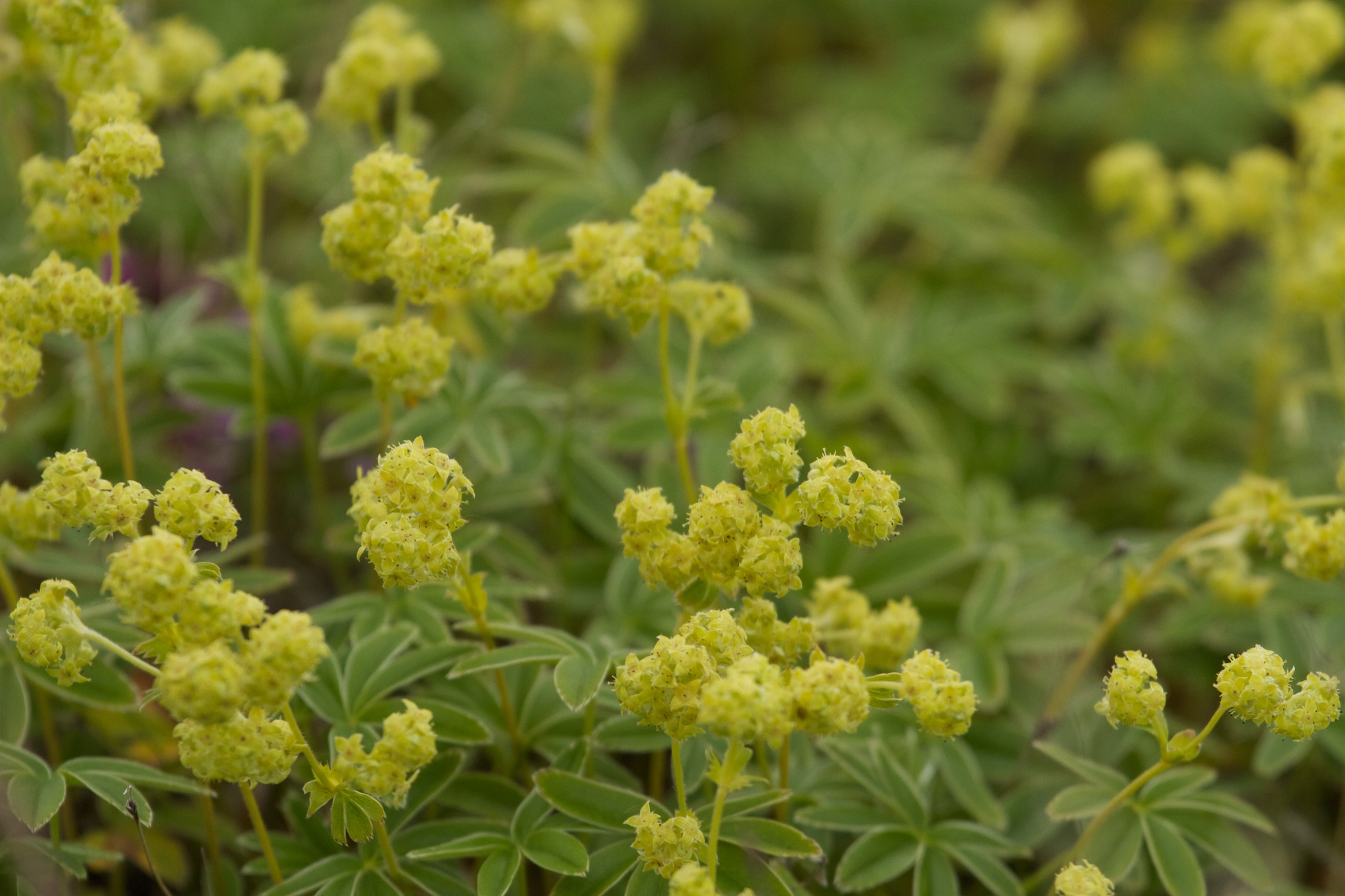 Alchemilla alpina