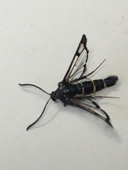 Synanthedon tipuliformis