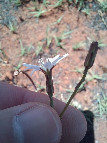 Image of Lactuca inermis by (c) Kenneth Oberlander, some rights reserved (CC BY)