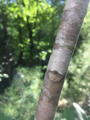 Toxicodendron vernix