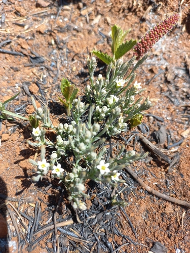 Ribbed Rootthug (Thesium costatum)