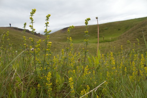 lipkavec pravý (Galium verum)