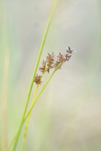 Image of Carex sterilis by (c) psweet, some rights reserved (CC BY-SA)
