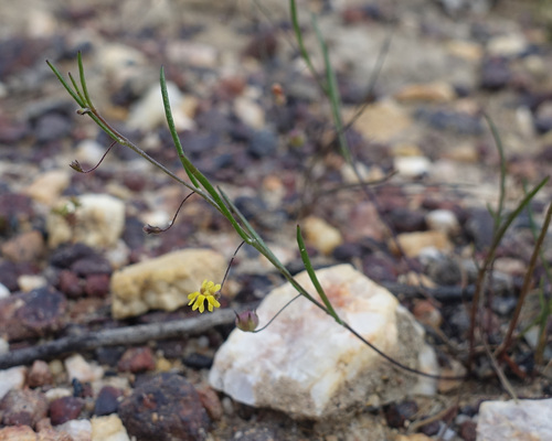 Image of Goodenia micrantha by (c) yatesy, some rights reserved (CC BY)