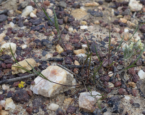 Image of Tiny Goodenia (Goodenia micrantha) by (c) yatesy, some rights reserved (CC BY)