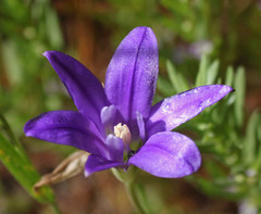 Brodiaea terrestris kernensis