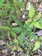 Lysimachia quadrifolia