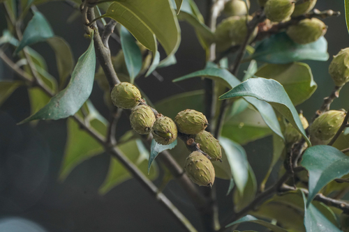 Image of Castanopsis sieboldii by (c) WATANABE Hitoshi 渡辺仁, some rights reserved (CC BY)