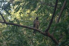 Buteo jamaicensis fumosus