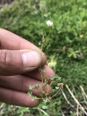 Trifolium monanthum